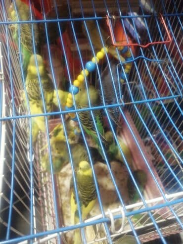 quş qəfəsləri: Qəfəs 9azn Valnisti Tutuquşu Qəfəsi 9azn Amadin Bülbül Qəfəsi 9azn — 30