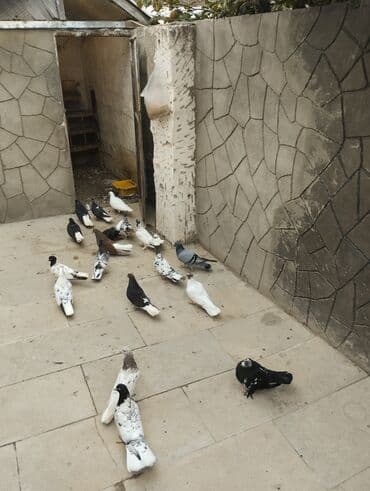 göyərçin yuvası: Satış: bəzək və uçuş üçün yerli cins göyərçinlər qrupu Xüsusiyyətlər — 4