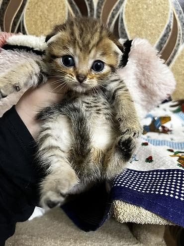 Gəmiricilər: Şinşilla, Ünvandan götürmə — 3