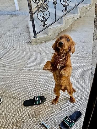 Akvariumlar: Koker spaniyel, 1 il, Erkek, Peyvəndli — 2