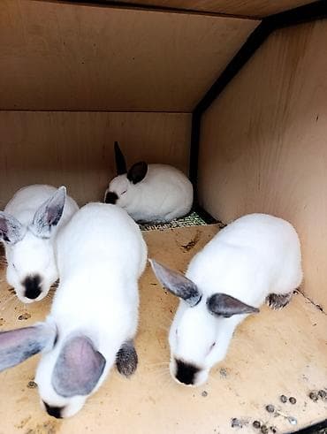 dovsan balasi: Kaliforniya dovşanları satılır 4 dənədi istədiyiniz bir cütü seçib — 2