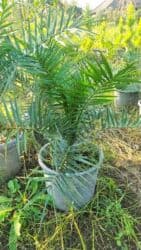 apelsin agaci: Finik palma her qiymətə olanı var sifariş üçün əlaqə saxlaya bilərsiz — 4