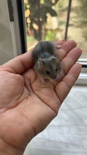 su donuzu: Cücəboyun xırda dekorativ hamsterlər - Rənglər: ağ-gümüşü, boz-ağ — 3