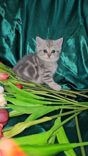 sari pisik: Şotland, Erkək, Dişi, Ünvandan götürmə — 10