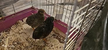 ev quş: 1 cüt çin bildirçini barter olunur 4 dənə valnist ilə cütü 35 m — 4