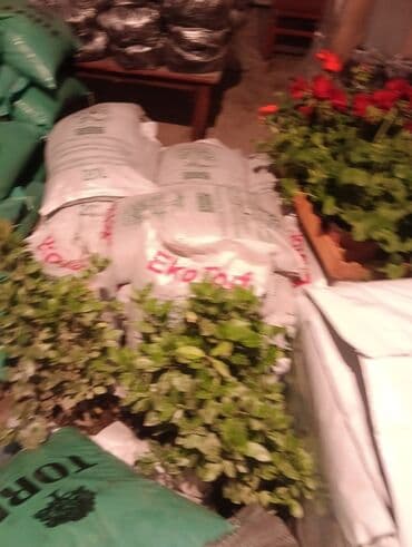 саженцы малины тарус: Qazon landşaft #qazon #torf #torf250litrlik Ekolayf #ekolayf balaken — 25