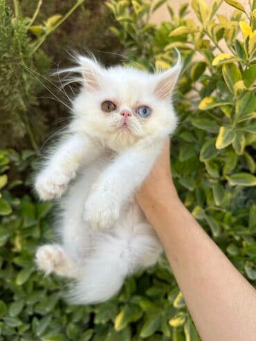 золотая шиншилла котенок: Fars — 19