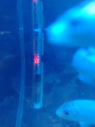 nərə balığı: Akvaryum dəsti – tam işlək komplekt - Şüşə akvarium, düzbucaqlı — 3