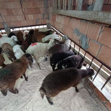 K/t heyvanları üçün mallar: Superin superi quzularımiz gəlib kom 235 den deyirik danışmaq olar — 4