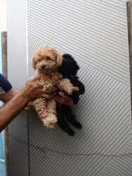 pudel sahblendrlir: Пудель — 6