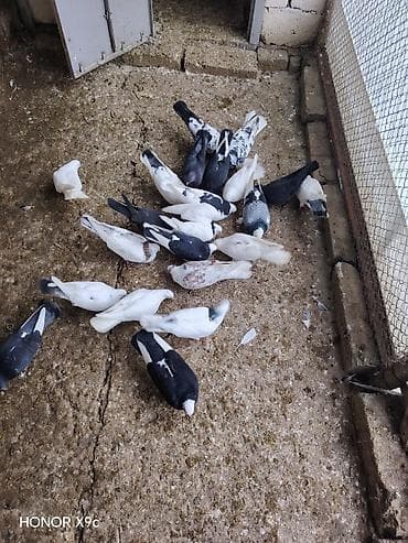 sar quşu: Tergitme quslardi icinde ucanlar var 6 azn unvan Qaradag — 4