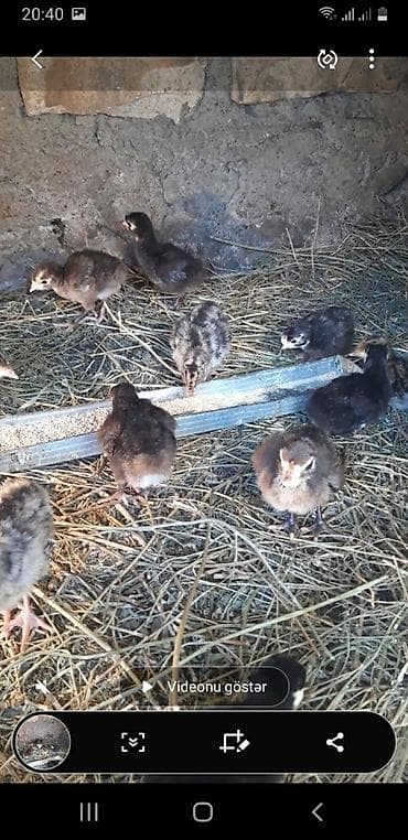 Heyvanlar üçün mallar: Amerikan bronz və qara kanada hinduşqa cücəsi satılır. Ünvan Gəncə — 1