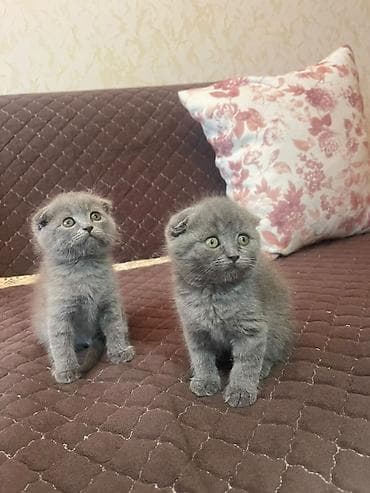 Şotland lalafo.az -da Şotland