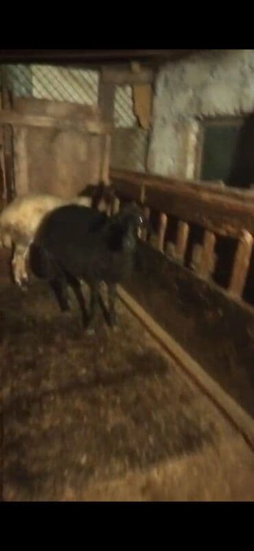 Alfa Romeo: Satılır: Qoyunlar (analıq və bala) - Şəkillərdə iki analıq qoyun və — 7