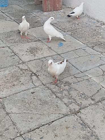 göyercin yuvası: Evdar göyərçinlər – müxtəlif rənglərdə - Növ: evdar/ziyançasız — 3