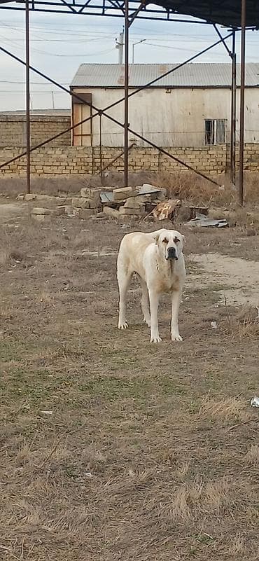 tap az pitbull: Qurdbasar, 2 il, Dişi, Peyvəndli, Ödənişli çatdırılma — 9