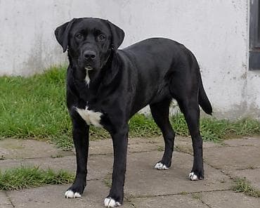 alman coban itləri: Labrador Retriver 50 gunluk balalar tam saglamdirlar qurd dermanlari — 7