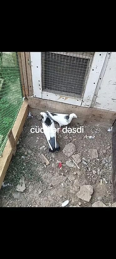 Животные: Qanadlarda qara naxış - Cüt olaraq saxlanılır, yazıda “cüdülər” qeyd — 2