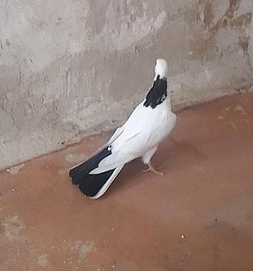 Göyərçinlər: 13 tuk erkeydi tuleydedi — 4