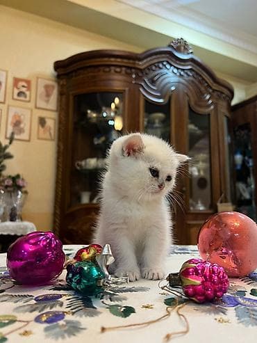 akvarium 120 cm: Britan yastı qulaq, Yaxşı əllərə — 8