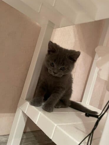 британская кошка цена в баку: Британская, Самка, Самовывоз — 1