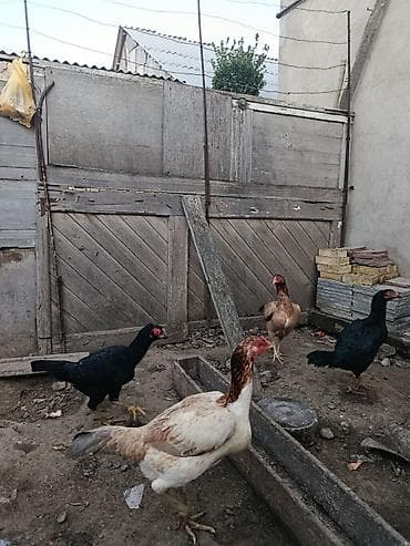 Salam Aleykum 4də satılır.Qəsəng becələrdir