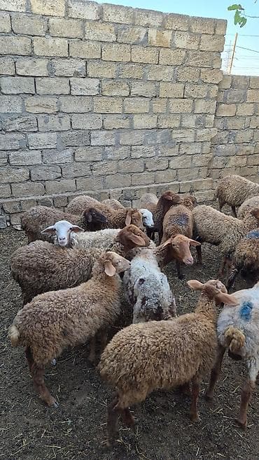 heyvan yemi: Qoyun sürüsü – ət və damazlıq üçün - Növ: yerli yağlı quyruq (qarışıq — 1
