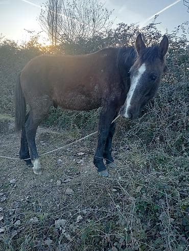 tap.az heyvanlar itler: Martda 1yaş olacaq — 1