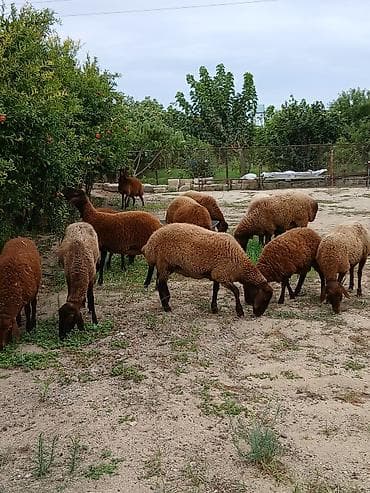 en ucuz uce: Salam öz heyvanlarımdı yaxşı saxlanmalı heyvanlardı damazdığdı ümumi — 4