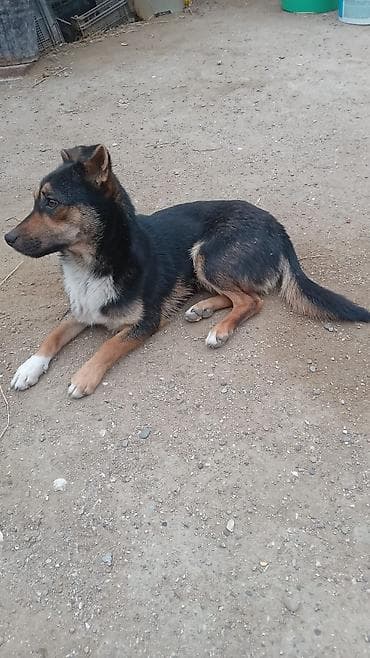 Etrafli melumat ucun zeng — 4