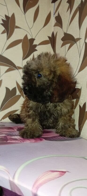 собака отдам в хорошие руки: Пудель, 3 месяца, Самец, С прививками, Платная доставка — 3