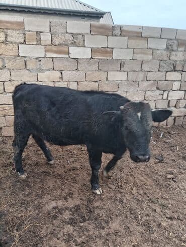 Məhsul: 2 baş iri buynuzlu heyvan Xüsusiyyətlər: - Növ: Mal-qara (1 — 2