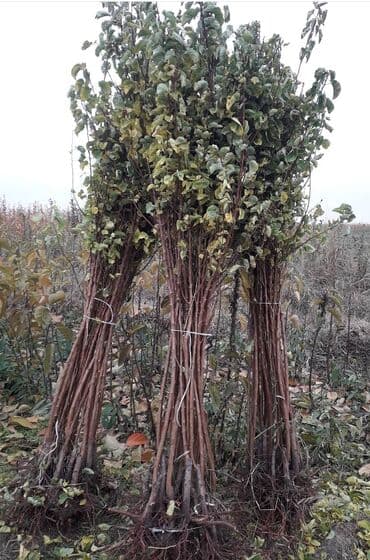 zeytun satışı: Ərik Tingləri . "Saglam Tinglər Saglam Bagçiliqin Təminatidir"🌱 Yeni — 3