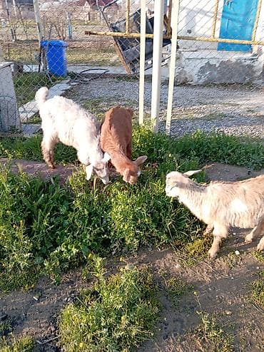 balaca quzular: Cücələr – yerli keçi balaları - Növ: yerli/qarışıq cins keçi balaları — 2