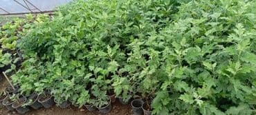 bitki satışı: Satışda dekorativ saksı bitkiləri – bağ və interyer üçün. - Euphorbia — 12