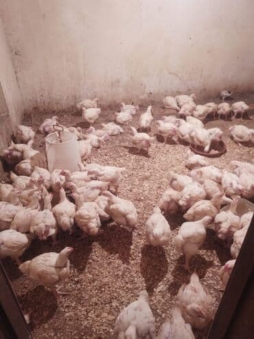 saanen kecisi qiymeti: Toyuq, Broyler, Ətlik — 1