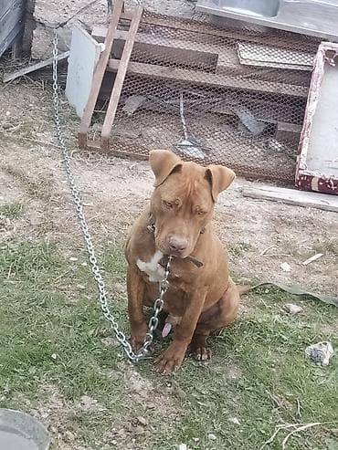 herəti: Pitbul, 8 ay, Erkek, Peyvəndli, Ünvandan götürmə — 2