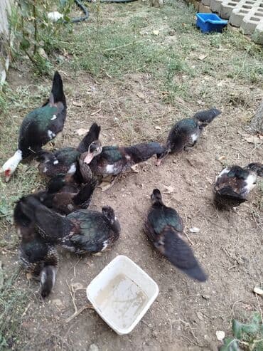 enzo шампунь отзывы: Zümrüdü ördəkləri 3 aylig təsərrüfat üçün məhsuldar və sakit cins — 2