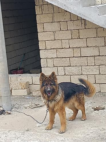 heyvan bazari: Alman çoban iti, 10 ay, Erkek, Peyvəndli, Ünvandan götürmə — 1