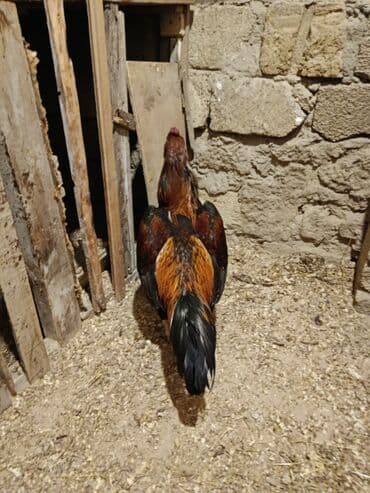 qurd əleyhinə dərmanlar: Cinsi yapon 1 yaş yarımlıq heyvandı problemsiz heyvandı yoxlamışam — 4