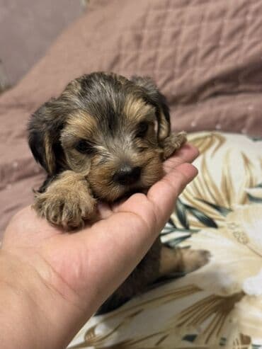 it yuvasi: Yorkşir teryer, 1 ay, Erkek, Sənədli — 3