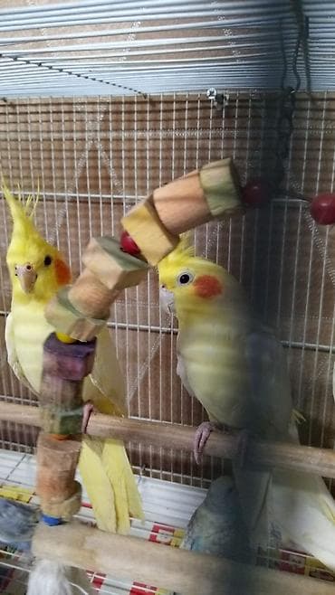 mehebbet quşu: Birdə neçə dənə korella quşu var. Onların rəngləri sarı, ağ və açıq — 6