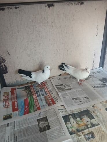 Məhsul: Yerli dekorativ göyərçinlər (cüt) Təsvir: - Rəng: ağ əsas