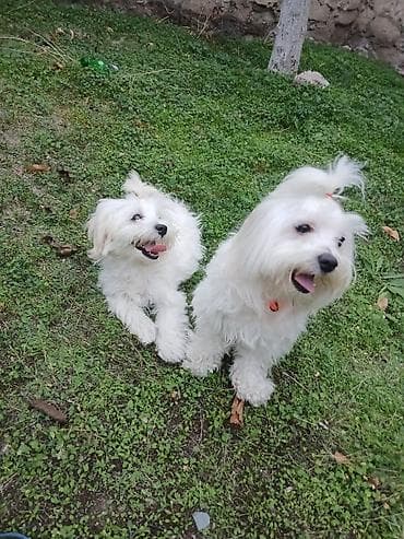 sirvan teze itler satisi: Malta bolonka, 1 ay, Dişi, Peyvəndli, Ünvandan götürmə — 2