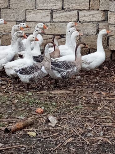 Кошки: Qazkar satılır — 1