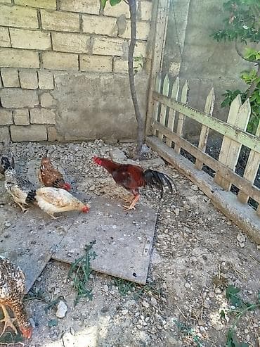 ari satişi: Tecili satiram reyal alci narhat elsin vuragandi lCins: Uzunboy — 4