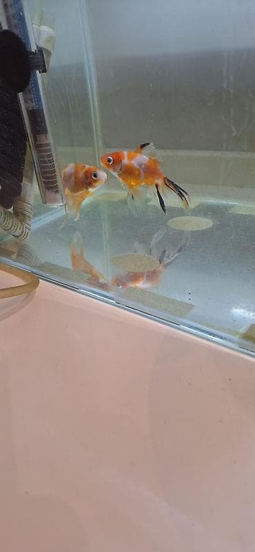 Heyvanlar: Oranda, Sülhsevər, Ünvandan götürmə — 1