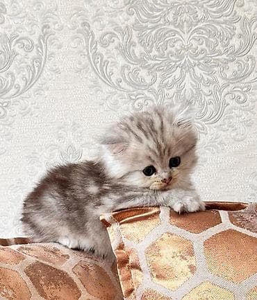 depo gold instagram: Fars — 3