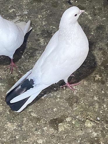 Məhsul: Ev göyərçinləri (dekorativ/uçuş üçün) endirm var Təsvir: -