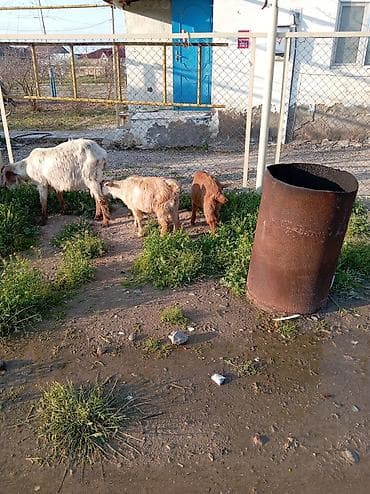 balaca quzular: Cücələr – yerli keçi balaları - Növ: yerli/qarışıq cins keçi balaları — 8